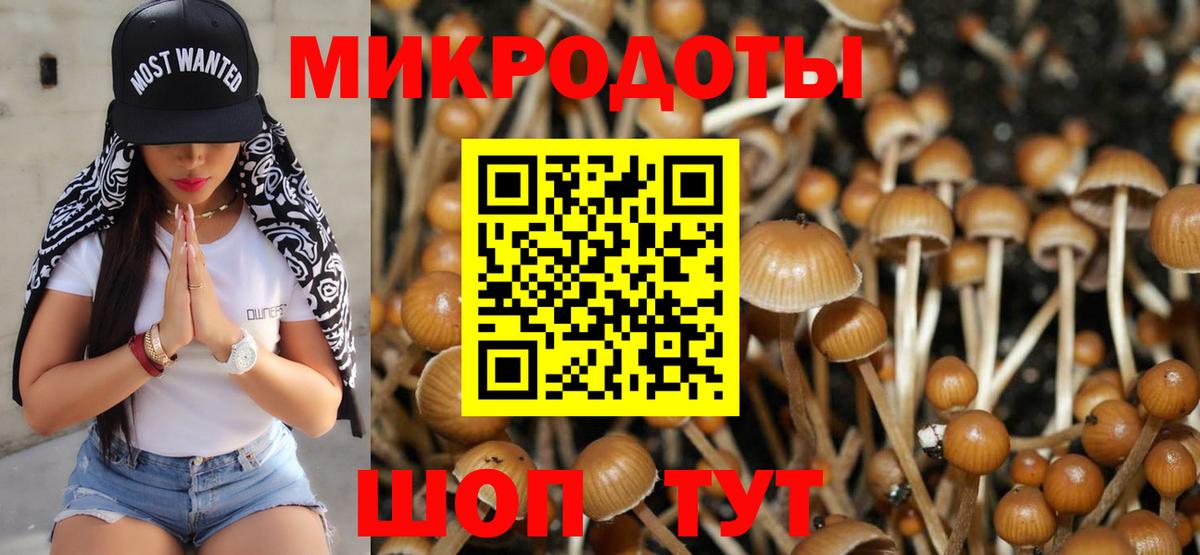 Псилоцибиновые грибы Psilocybine cubensis Шадринск